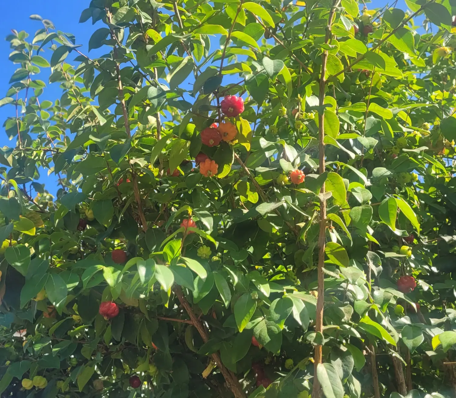 Bootfahren Pitanga Yoga